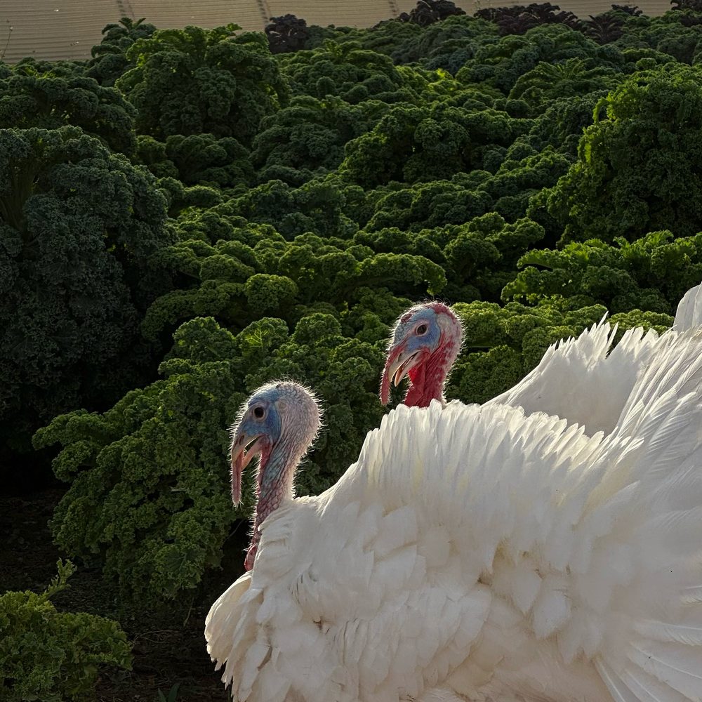 Two white turkeys in front of a field of organic kale at the farm
