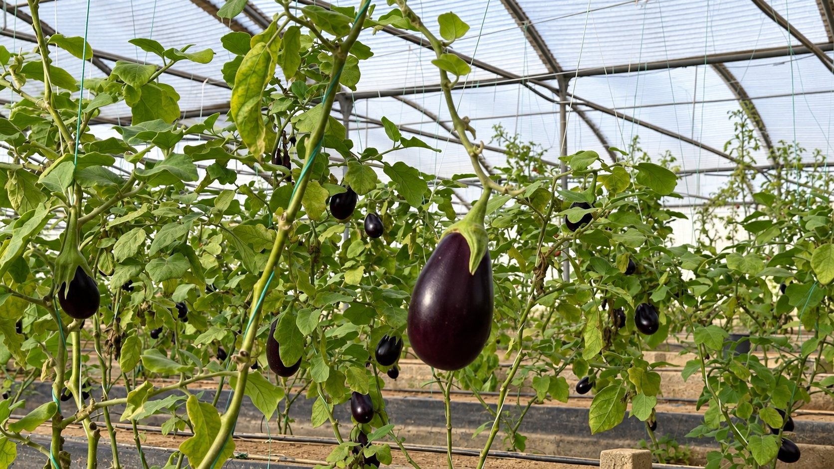 Organic eggplants growing on trellised plants inside a Techno Farm greenhouse in Riyadh