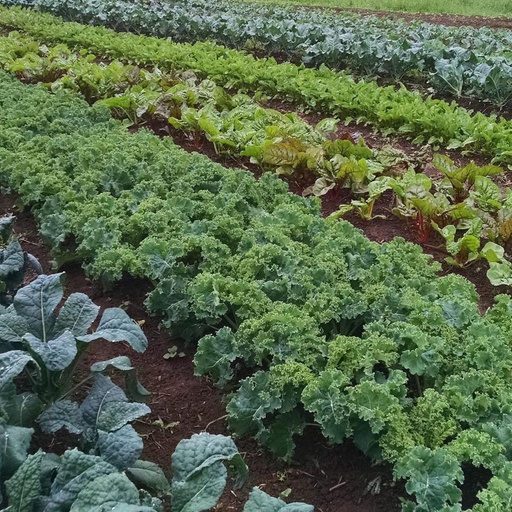 Rows of organic kale on open plots at Techno Farm
